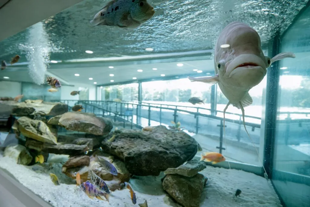 peixes em aquário