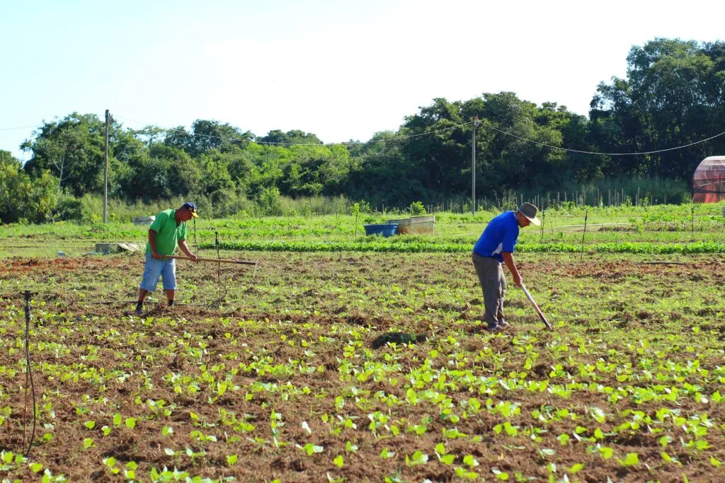 Dois agricultores familiares roçando a terra em um sítio