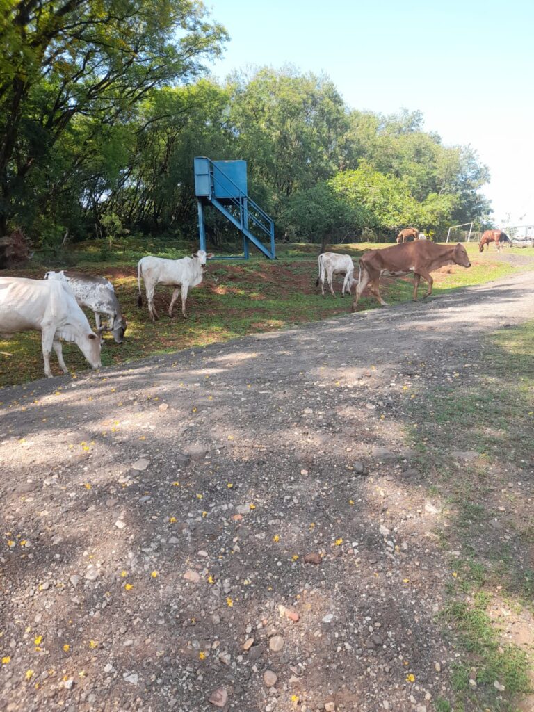 Alguns bovinos, de cor branca e marrom junto com cavalos numa área do Disk Animais