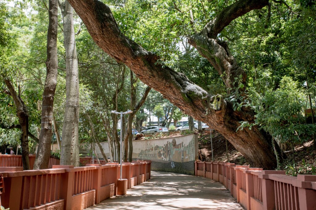vista de área com árvores e local para caminhar, que é o Parque do Mirante em Piracicaba