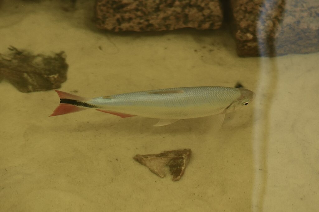 Peixe grande branco prateado com cauda laranja com faixa preta nadando em aquário com fundo de areia branca