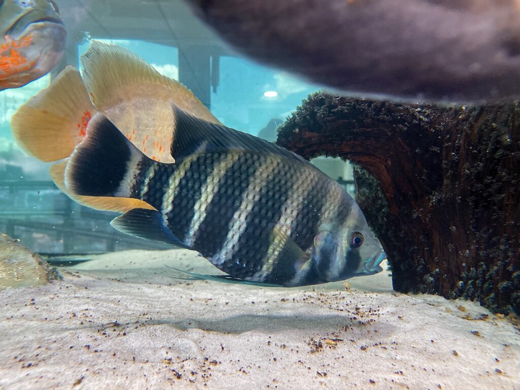 Peixe prateado com listras pretas à frente com peixe alaranjado ao fundo nadando em aquário