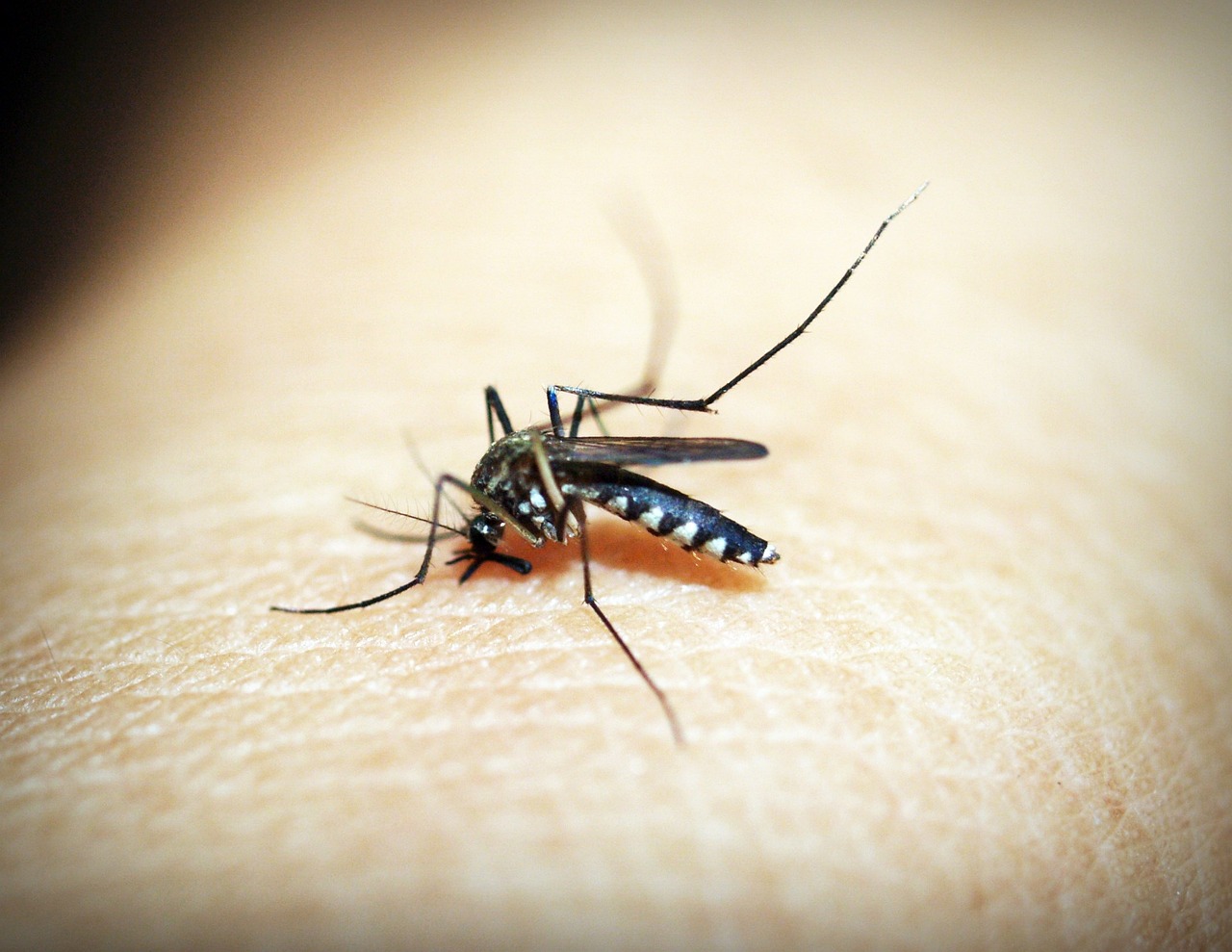 Mosquito Aedes aegypti é transmissor da dengue, zika e chikungunya