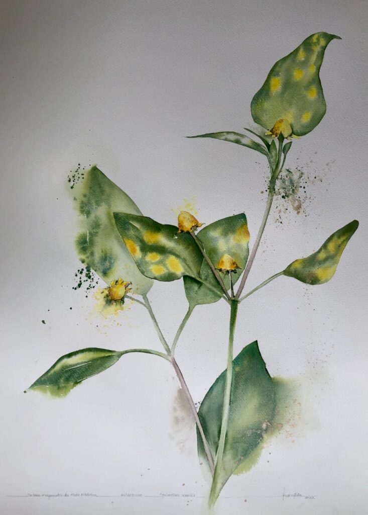 Ana Muller participa do SAP com obra da dérie Fragmentos da Nata Atlântica - Asteraceae