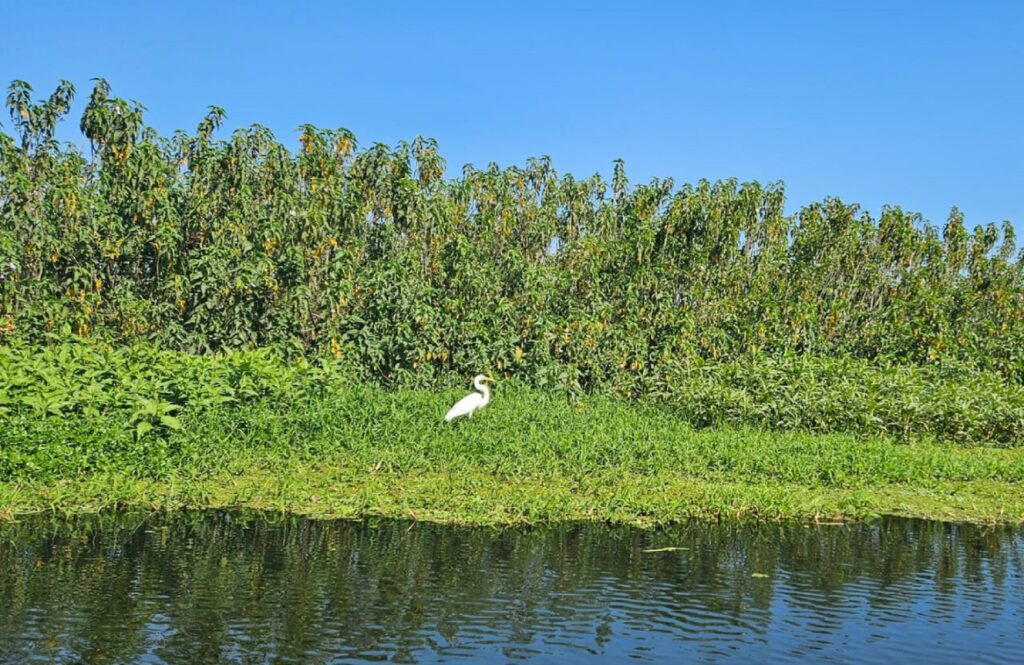 Aos poucos as aves estão voltando ao Tanquã.