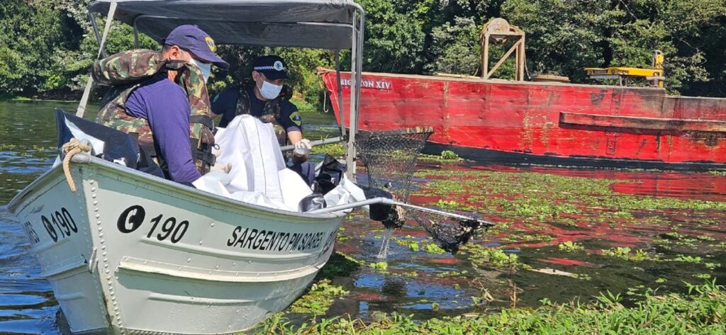 Recolhimento dos peixes pela operação Pindi-Pira.