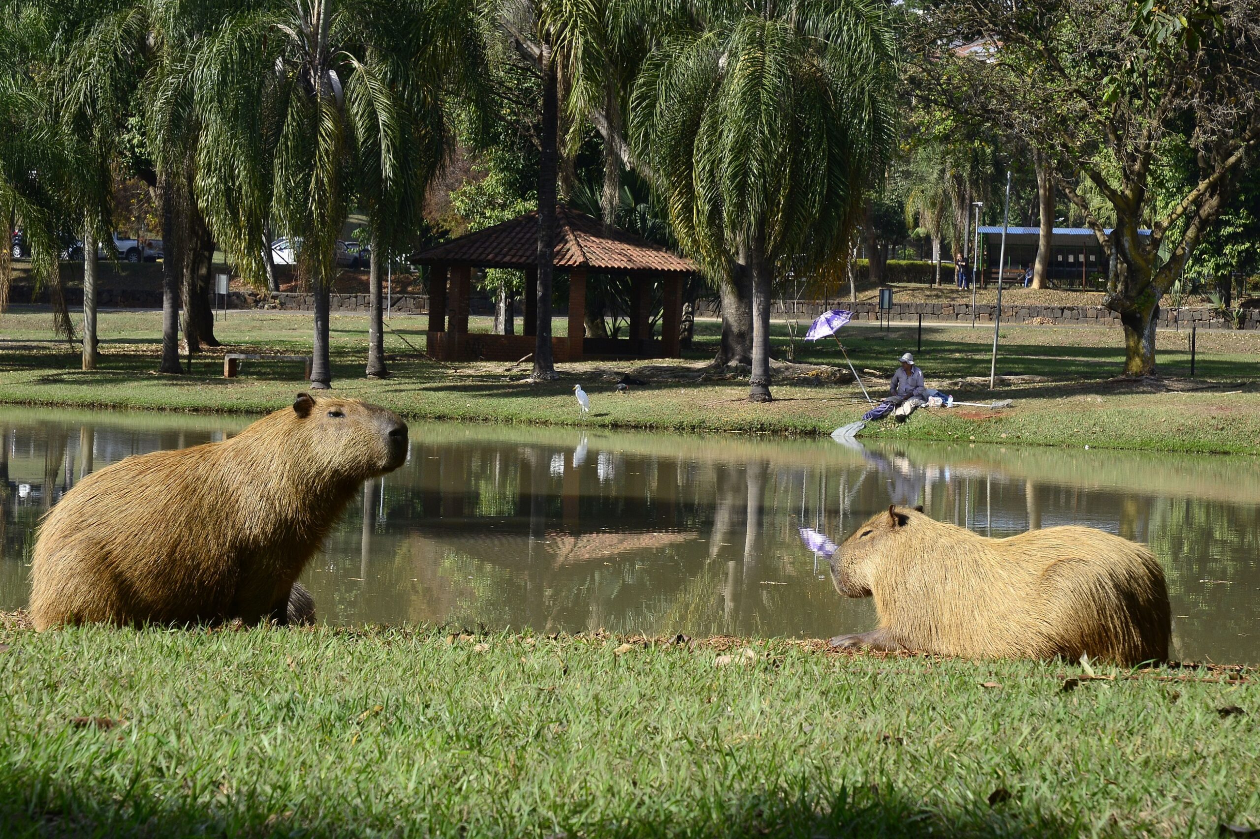 Secretaria de Saúde avisa a população para a prevenção da doença que pode ser feita ao evitar áreas onde pode haver contato com carrapatos contaminados