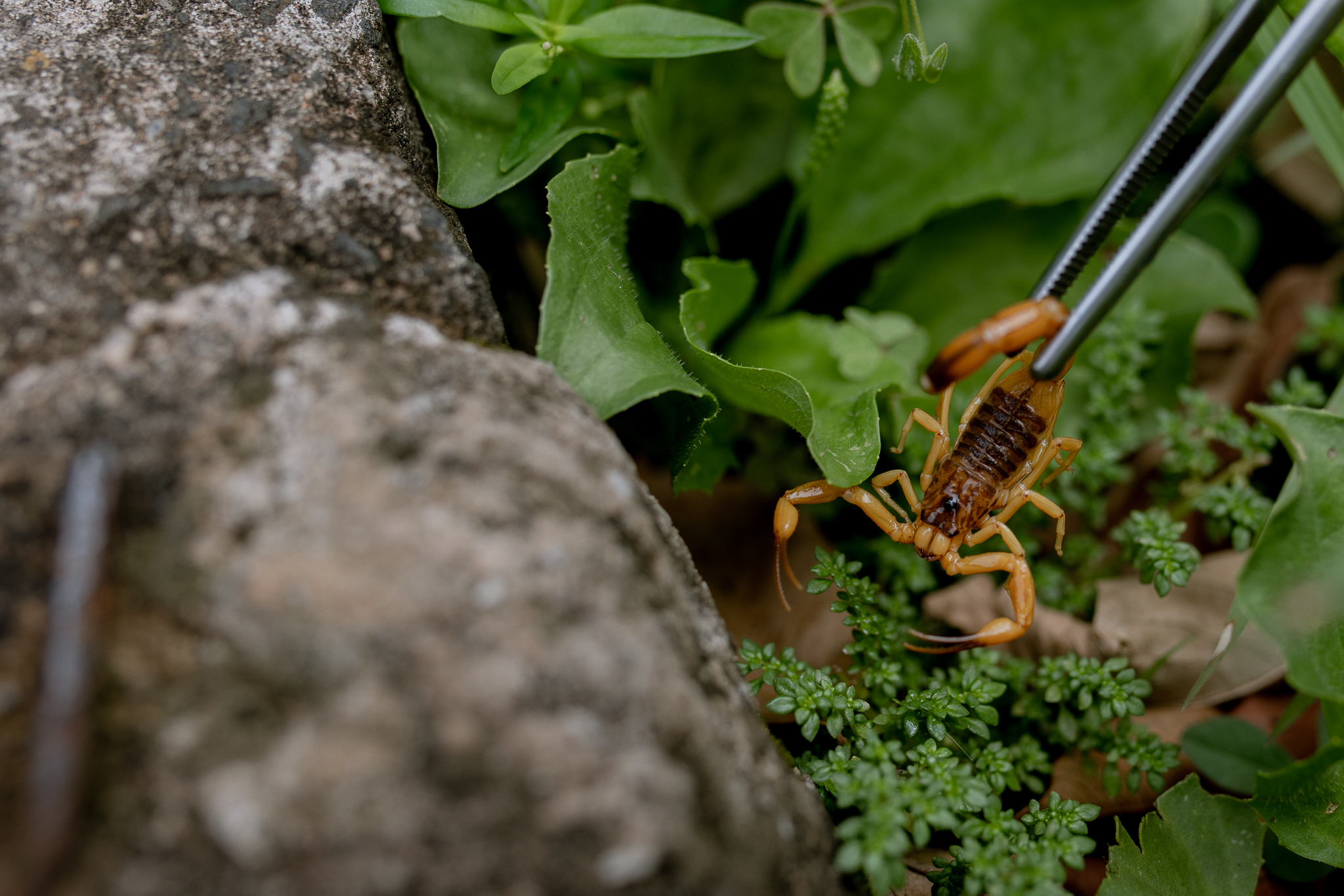 Período entre setembro até março é considerada de maior ocorrência de acidentes uma vez que os escorpiões costuma se reproduzir nesta época