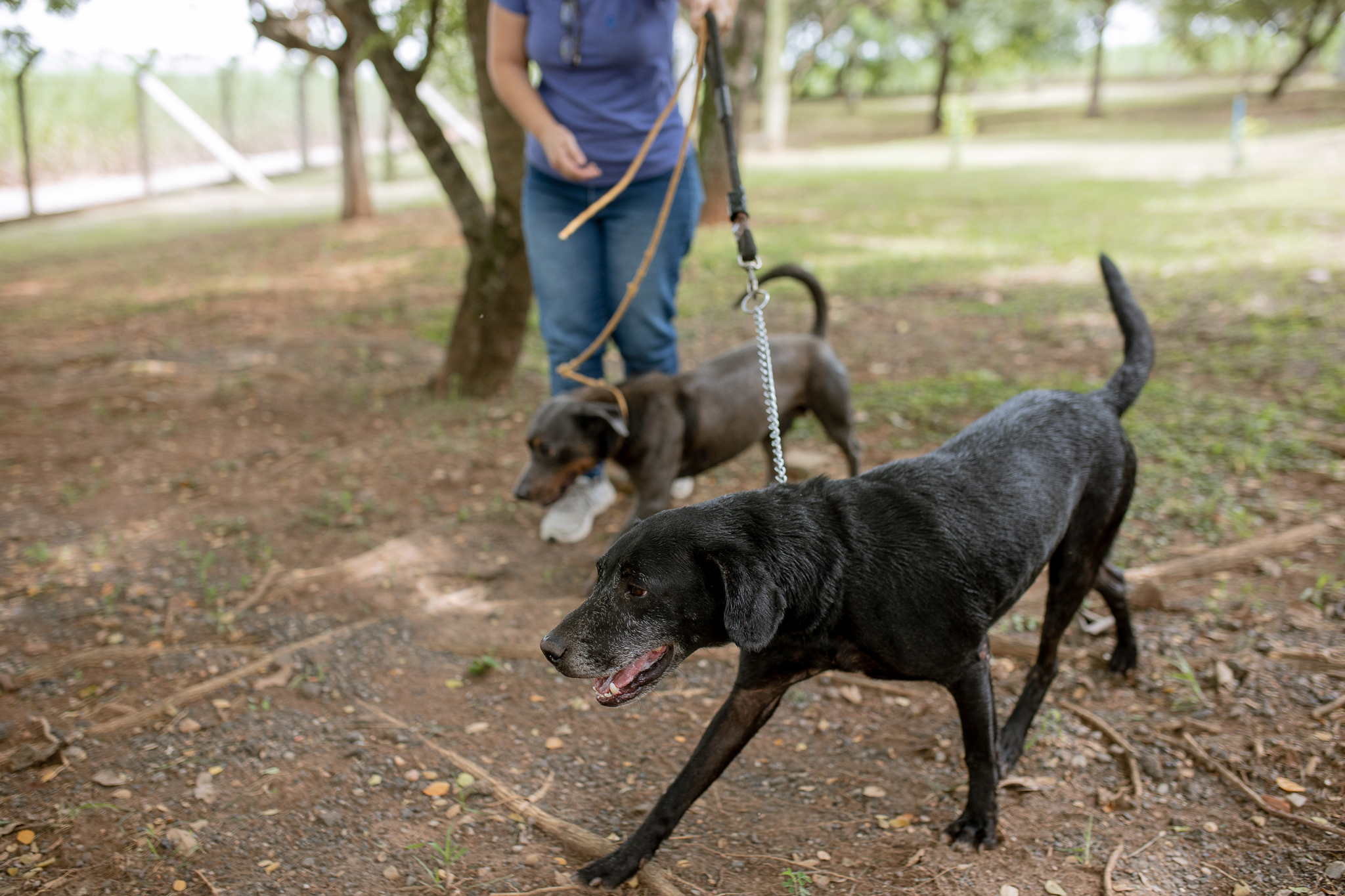 Abertura de novas agendas para mutirão de castração do CCZ acontece neste sábado, a partir das 10h