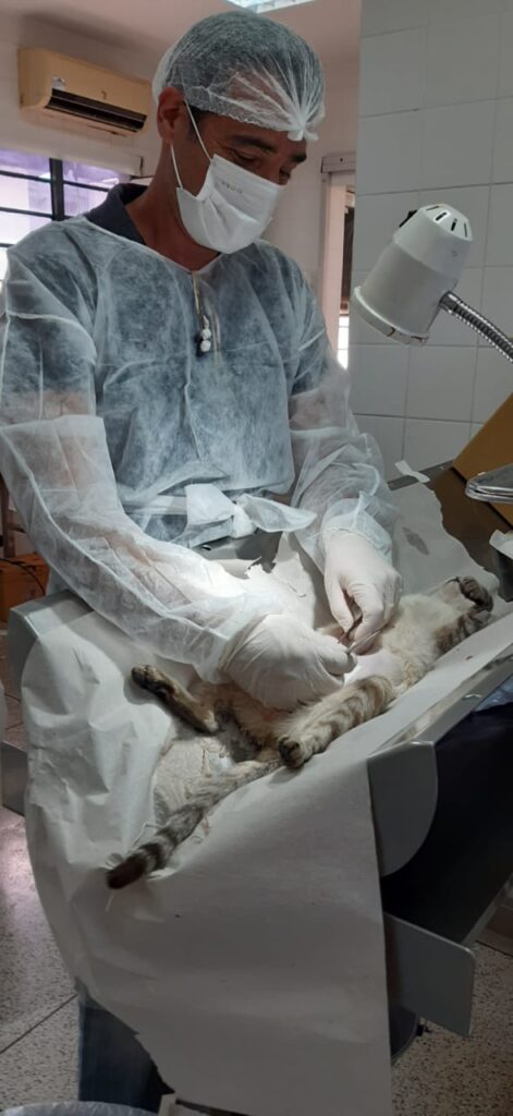 Animais foram castrados gratuitamente pela prefeitura, por meio do CCZ