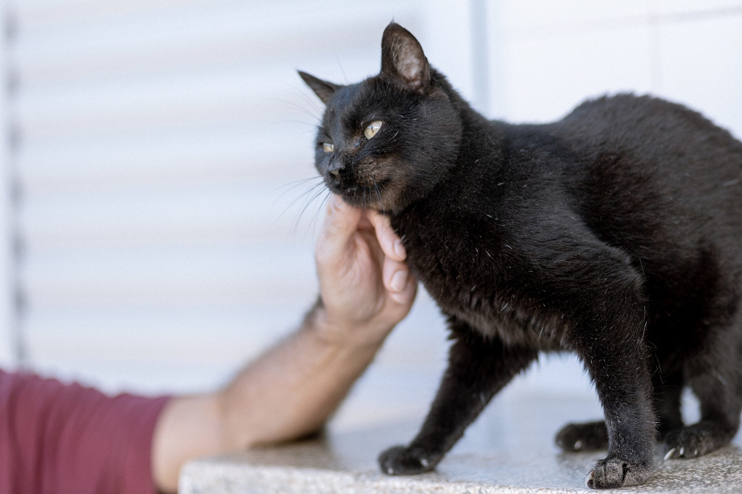 Gatos poderão ser imunizados contra a raiva durante a ação