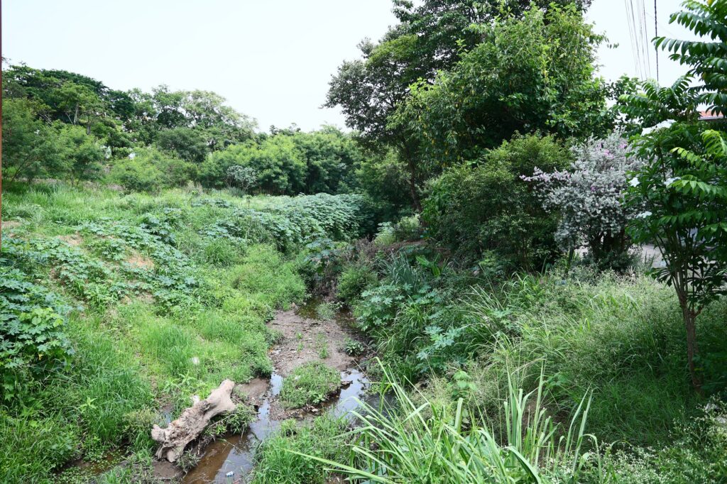 A imagem mostra uma área verde exuberante com vegetação densa. Há um pequeno riacho ou córrego atravessando o centro da imagem, com água correndo sobre rochas e solo. As margens do riacho estão cobertas com vários tipos de plantas, incluindo gramíneas, arbustos e pequenas árvores. Em primeiro plano, há um tronco caído próximo ao riacho. O fundo é preenchido com mais árvores e folhagens densas, criando um ambiente natural e sereno.