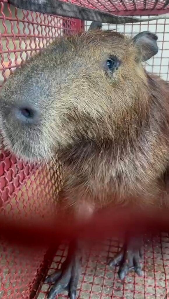 Rosto da capivara que está dentro do carrinho de proteção na cor vermelha.