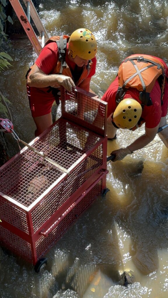 Dois integrantes do Corpo de Bombeiros retiram do Rio Piracicaba, a caixa protetora vermelha com a capivara resgatada.
