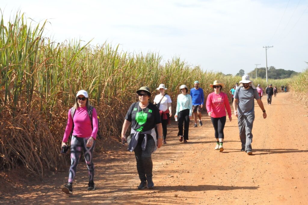 A imagem mostra um grupo de pessoas caminhando por uma estrada de terra entre plantações de cana-de-açúcar. O dia parece ensolarado e o céu está claro. As pessoas estão vestidas com roupas esportivas, adequadas para uma caminhada. Algumas usam chapéus para se protegerem do sol. A estrada é de terra batida, com uma cor avermelhada. A vegetação ao redor é predominantemente composta pelas altas plantações de cana-de-açúcar, que formam uma espécie de corredor natural pela estrada. No fundo, é possível ver algumas árvores e postes de energia elétrica, indicando uma área rural. A cena transmite uma sensação de tranquilidade e atividade física ao ar livre. A foto parece ter sido tirada de um ângulo que permite visualizar o grupo inteiro de pessoas caminhando.