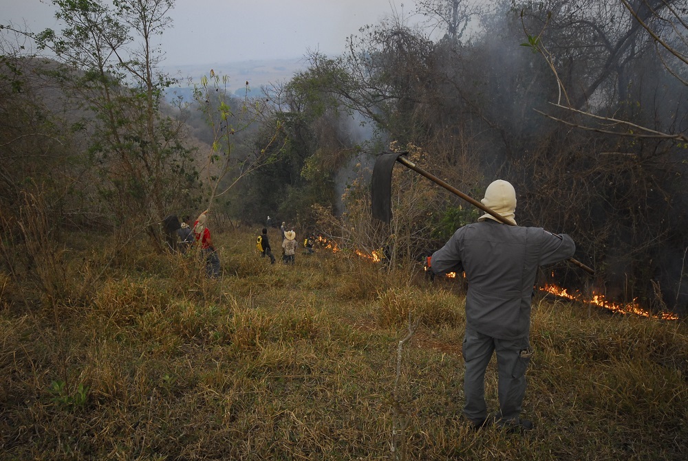 A imagem mostra um grupo de pessoas em uma área rural, aparentemente realizando uma queima controlada de vegetação. O cenário é composto por uma paisagem árida com vegetação seca e arbustos. No fundo, uma linha de fogo se estende ao longo de uma encosta, enquanto várias pessoas estão envolvidas na tarefa, algumas usando ferramentas como enxadas ou ferramentas similares para controlar a propagação das chamas. Uma pessoa, usando um boné e vestimentas de proteção, está de costas para a câmera, segurando uma ferramenta longa, provavelmente para ajudar a direcionar o fogo. A fumaça é visível na área, indicando a queima. O clima parece ser nublado ou com pouca luminosidade. A imagem sugere uma prática agrícola ou de manejo de recursos naturais, embora a segurança e as implicações ambientais da prática mostrada devam ser consideradas. A cena transmite uma atmosfera de trabalho árduo e colaboração em um ambiente potencialmente perigoso.