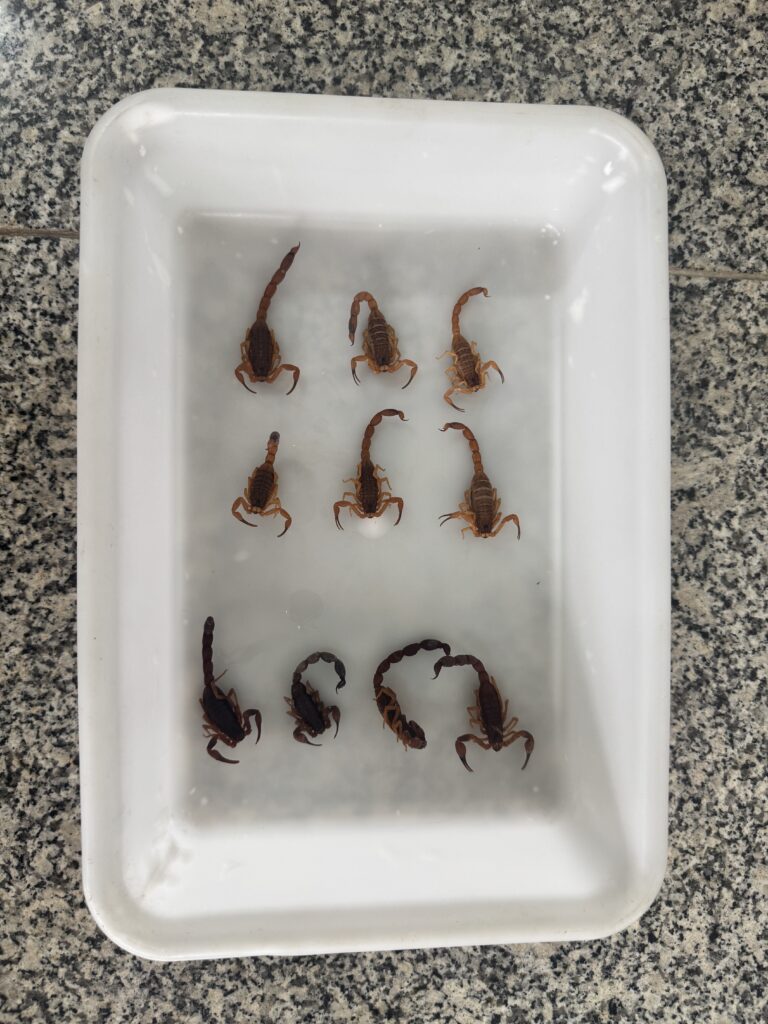 A imagem mostra doze escorpiões pequenos, de cor marrom-avermelhada, dentro de uma bandeja de plástico branca, sobre uma superfície de granito. Os escorpiões estão espalhados pela bandeja, alguns em posição ereta, outros curvados. A bandeja parece estar ligeiramente úmida. A imagem é bem iluminada e nítida, permitindo uma visualização clara dos escorpiões e do ambiente. A composição é simples e direta, focando nos escorpiões como o elemento central. A imagem sugere que os escorpiões foram coletados ou estão sendo mantidos temporariamente na bandeja.