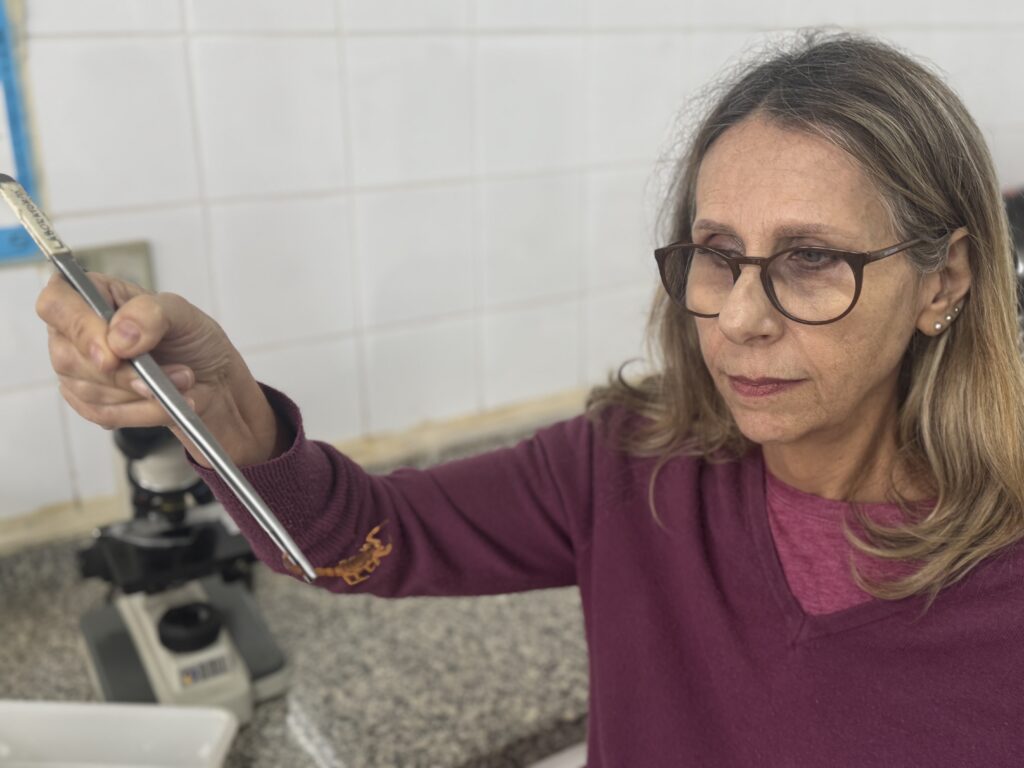 A imagem mostra uma mulher de meia idade com óculos, vestindo uma blusa vinho, segurando uma pinça de metal com um escorpião pequeno. Ela está em uma ambiente de laboratório, com um microscópio ao fundo. A expressão facial dela sugere concentração e cuidado ao manipular o escorpião. A iluminação e a nitidez da imagem são boas, permitindo uma visualização clara dos detalhes. A cena transmite a ideia de pesquisa científica ou estudo de insetos.