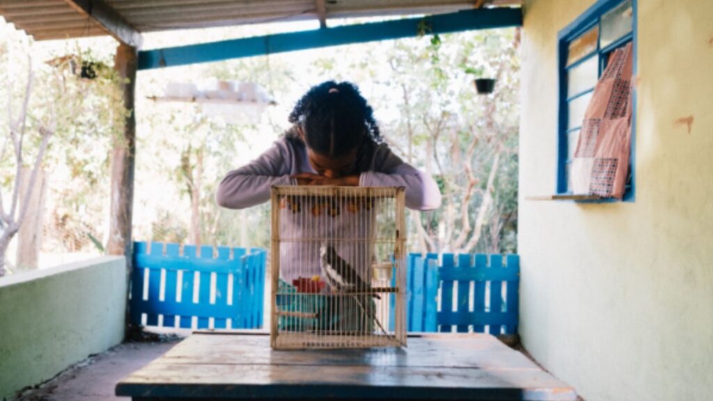 A imagem mostra uma jovem menina de pele escura, com o cabelo preso num rabo-de-cavalo, inclinada sobre uma gaiola de pássaros pequena e velha. Ela está usando uma blusa de manga comprida de cor lilás. A gaiola parece estar feita de metal e está ligeiramente enferrujada. Dentro da gaiola, há pelo menos um pássaro visível, que parece ser de cor cinza. A menina parece estar observando o pássaro atentamente. O cenário é ao ar livre, numa área que parece ser uma varanda ou pátio. Há uma cerca azul baixa visível ao fundo, e árvores e folhagem podem ser vistas ao fundo. A varanda é coberta por uma estrutura de telhado simples, feita de madeira e material de telha. Uma parede de cor creme ou bege claro está ao lado da menina, com uma janela com uma cortina de tecido claro e colorida. O chão é visível e parece ser de terra ou cimento. Uma mesa de madeira simples está na frente da menina, onde a gaiola está posicionada. A iluminação na imagem sugere que é dia. O clima parece ser calmo e ensolarado. A imagem é nítida e bem iluminada, sem muitas sombras, indicando uma fonte de luz natural difusa. A atmosfera geral da imagem é tranquila e pacífica.