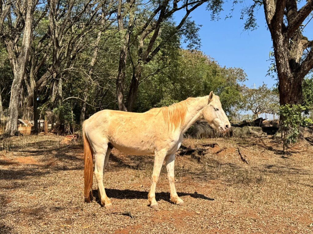 A imagem retrata um cavalo de pelagem clara, em pé sobre um solo de terra avermelhada com manchas de grama seca. O cenário ao fundo inclui árvores com folhagem esverdeada e amarronzada, sugerindo uma estação mais fria como o outono ou inverno. Há também postes de eletricidade e uma cerca, indicando que o local é possivelmente uma fazenda ou rancho. A iluminação natural e intensa revela que a foto foi tirada durante o dia, em condições ensolaradas.