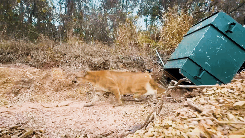 A imagem mostra um majestoso puma — também conhecido como onça-parda ou leão-da-montanha — caminhando com elegância por uma trilha de terra em meio a uma paisagem seca e arborizada. Ao fundo, há uma estrutura metálica verde, inclinada e com a porta aberta, que parece ser uma armadilha ou recinto de manejo de fauna, sugerindo que o animal pode ter sido recentemente solto