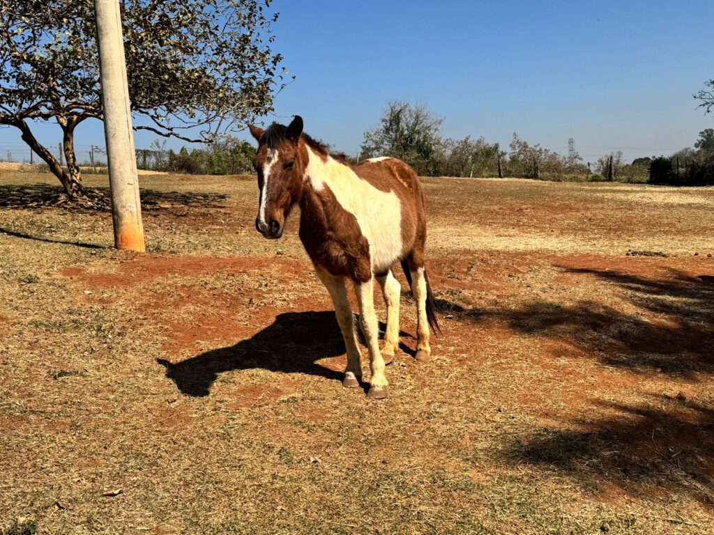 A imagem mostra um cavalo com pelagem marrom e branca em pé em um campo aberto, voltado para a câmera. O solo é composto por terra e áreas de grama seca, sugerindo um ambiente rural e possivelmente árido. Ao fundo, há uma árvore e um poste de energia, reforçando a ideia de um cenário campestre. O céu está limpo e azul, indicando que a foto foi tirada em um dia ensolarado.