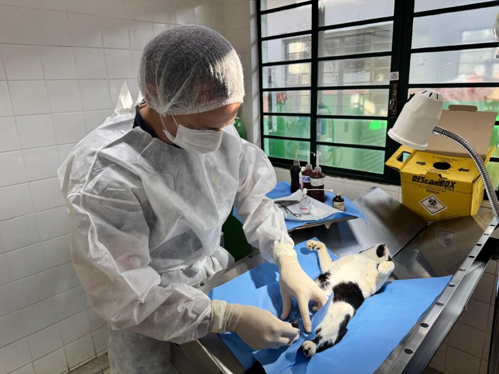 A imagem mostra um ambiente veterinário onde um profissional, vestido com roupas de proteção como touca, máscara e luvas, realiza um procedimento médico em um gato deitado de costas sobre uma mesa metálica coberta por um lençol azul. O gato está com as patas abertas, e o profissional parece manipular uma das patas, possivelmente em preparação para uma cirurgia. Ao redor, há suprimentos médicos como frascos, uma lâmpada e uma caixa amarela usada para descarte de resíduos hospitalares.