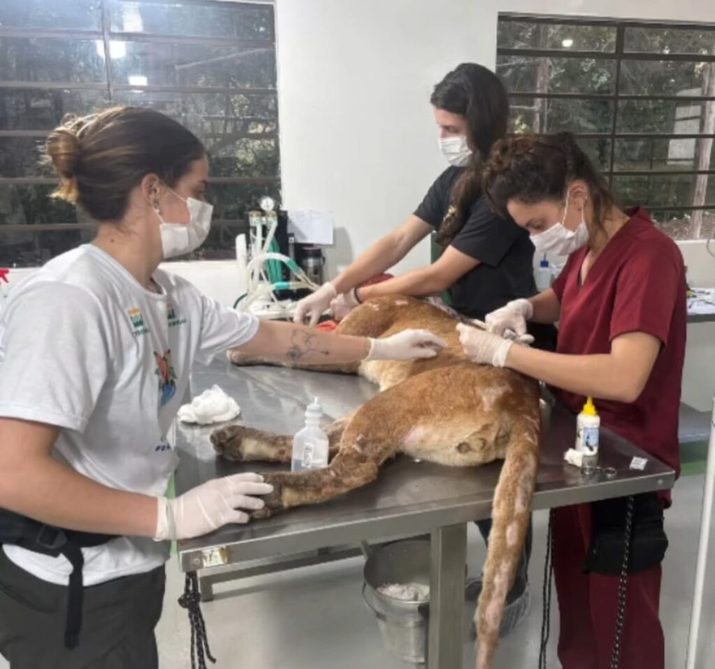 A imagem mostra a onça-parda deitada em uma mesa veterinária; está passando por procedimentos médicos feitos por três mulheres que estão em volta da onça