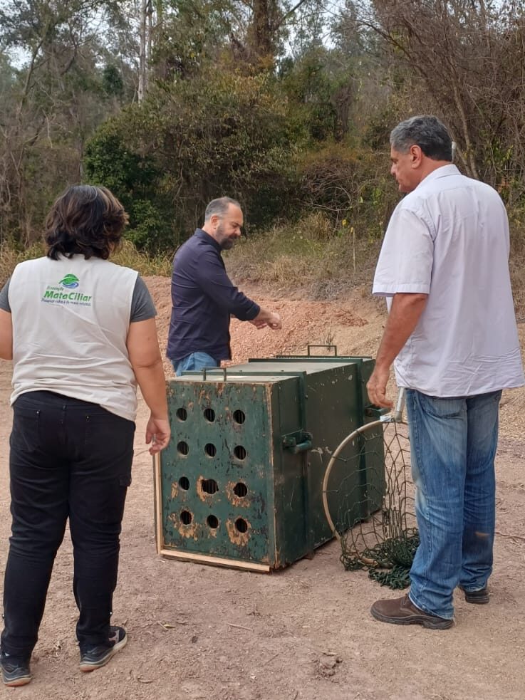 A imagem retrata três pessoas em um ambiente natural, cercadas por árvores e vegetação seca, envolvidas em uma atividade de manejo ou resgate de animais silvestres. Elas estão reunidas ao redor de uma gaiola metálica verde com orifícios circulares e tampa de madeira, sendo que uma delas parece estar manipulando a estrutura, enquanto outra segura uma rede — possivelmente usada para capturar ou soltar animais com segurança.