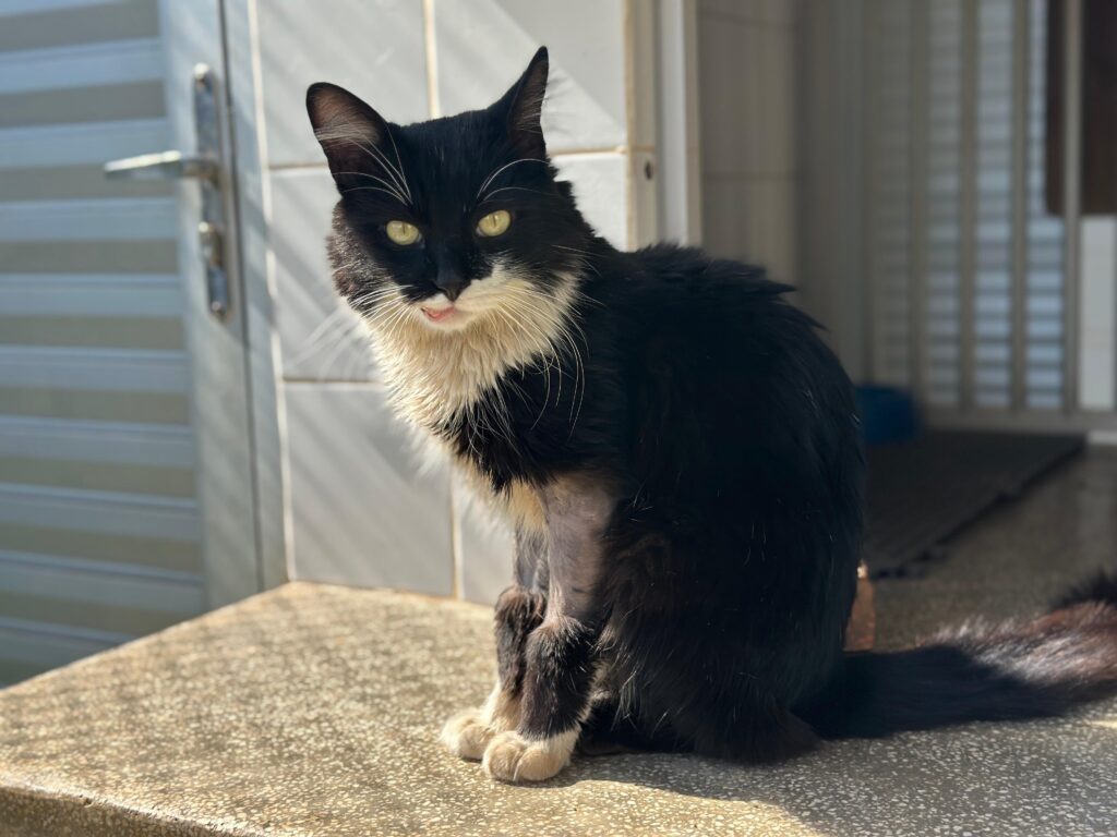 Um gato preto e branco está sentado em uma superfície de concreto áspero. A luz do sol brilha de cima, criando sombras longas e finas no chão atrás dele. Seus olhos são amarelos e ele está olhando para a câmera. Ele tem um tufo de pelo branco ao redor do pescoço e no peito, e suas patas dianteiras e traseiras são brancas. O pelo em suas patas traseiras parece ter sido raspado. O gato está sentado com as patas dianteiras dobradas sob ele e suas patas traseiras estendidas para a frente. Ao fundo, há uma porta branca com uma maçaneta prateada e uma parede com azulejos brancos. Há também um tapete escuro no chão atrás do gato.