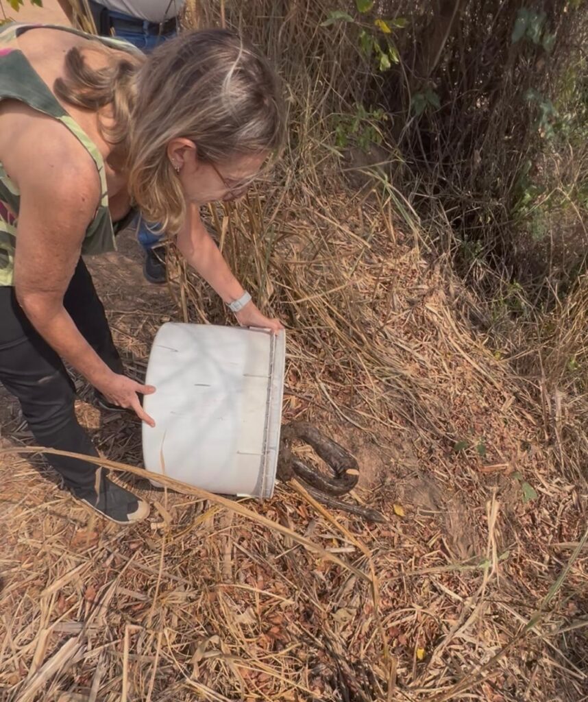 Uma mulher de óculos e de cabelos grisalhos agachada, segura uma bolsa branca, capturando uma cobra em matagal. Ela usa calça preta e blusa amarela e verde.