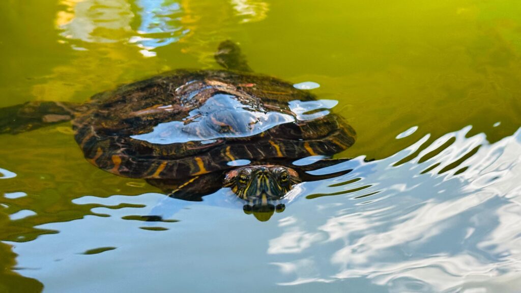 A imagem mostra uma tartaruga nadando em água verde-amarelada. A tartaruga está parcialmente submersa, com sua carapaça marrom escura e listras amarelas visíveis acima da água. Sua cabeça, com olhos escuros e listras amarelas distintivas, está voltada para a câmera, emergindo da água. A superfície da água é reflexiva, com ondulações suaves que distorcem o reflexo do céu azul e das nuvens brancas. O ambiente parece ser um lago ou um tanque, com a luz do sol criando um brilho na água.