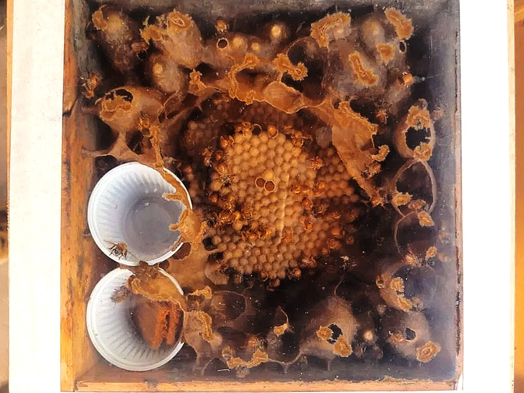 A imagem mostra uma visão aérea de uma colmeia de abelhas sem ferrão, possivelmente de Jataí. As abelhas construíram favos de mel e áreas de armazenamento de pólen em um recipiente retangular transparente, que parece ser uma caixa de observação. No centro da imagem, um grande favo de mel hexagonal é visível, com muitas abelhas trabalhando nele. Ao redor do favo, há estruturas irregulares de cera e resina, que são características das colmeias de abelhas sem ferrão. Essas estruturas podem ser potes de mel, potes de pólen ou ninhos de cria. Em duas pequenas tigelas brancas de plástico, dispostas na parte inferior esquerda da colmeia, há evidências de atividade das abelhas. Uma tigela contém um líquido claro, possivelmente água ou néctar, e uma abelha está pousada em sua borda. A outra tigela parece conter uma substância marrom, que pode ser pólen ou propólis. A iluminação na imagem é um pouco escura, o que realça as texturas e os detalhes da construção da colmeia. A presença das abelhas, os favos e as estruturas de armazenamento indicam uma colônia ativa e saudável.