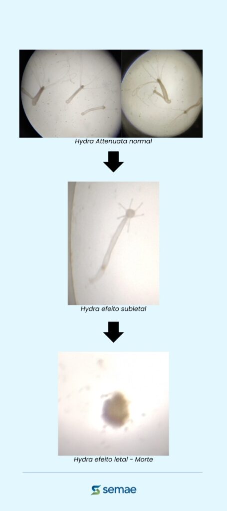 A imagem apresenta uma sequência de três micrografias de hidras, ilustrando os efeitos de diferentes exposições. A primeira micrografia, intitulada "Hydra Attenuata normal", mostra duas imagens lado a lado de hidras saudáveis, com seus corpos alongados e tentáculos estendidos. A segunda micrografia, com o título "Hydra efeito subletal", exibe uma única hidra em um estado visivelmente alterado, com o corpo mais contraído e tentáculos possivelmente danificados ou em processo de regeneração. A terceira e última micrografia, rotulada como "Hydra efeito letal - Morte", mostra uma massa celular amorfa, indicando a morte da hidra e a desintegração de sua estrutura. Um ícone da "semae" aparece na parte inferior da imagem, sugerindo que esta é uma representação de um estudo ou experimento realizado por essa entidade.