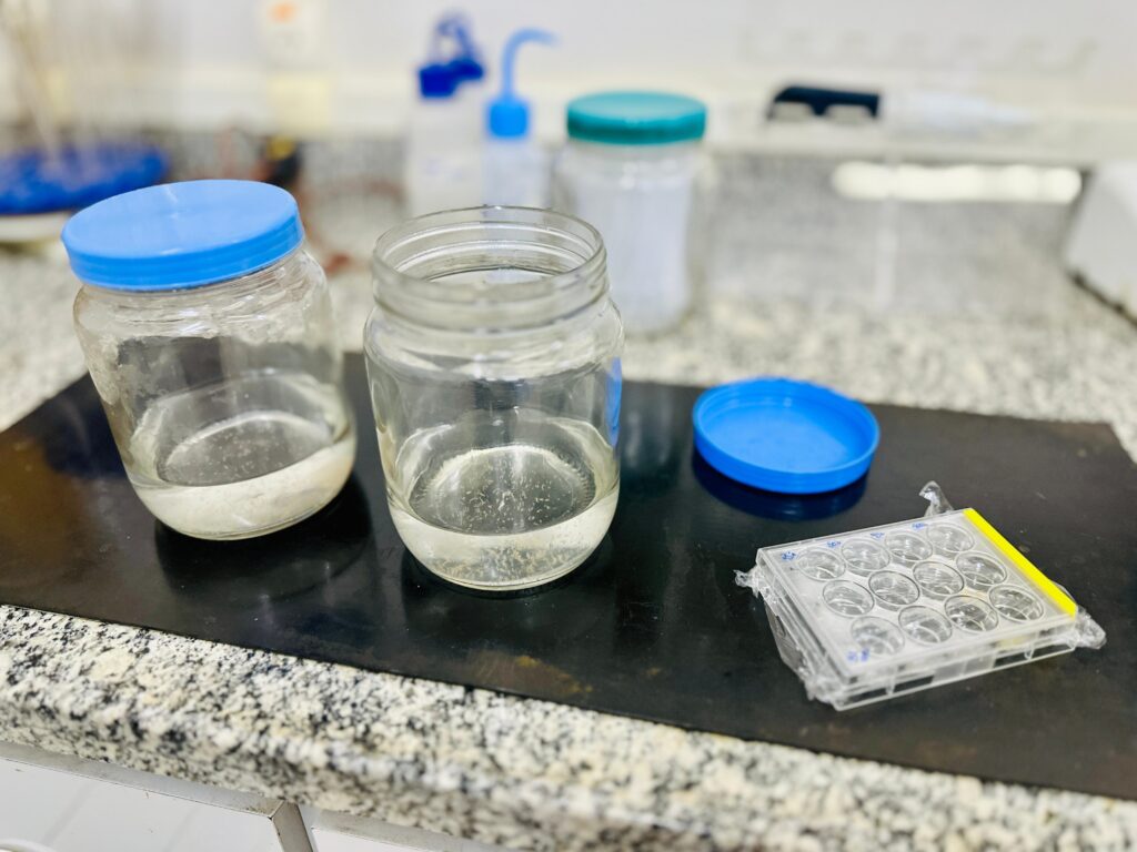 A imagem exibe uma cena de laboratório com vários recipientes e materiais de pesquisa em uma bancada. * No centro da imagem, há dois potes de vidro abertos, cada um contendo um líquido claro com algum sedimento no fundo. Um dos potes tem uma tampa azul. * Ao lado dos potes, há uma tampa azul separada e uma placa de cultura de células de plástico transparente, com múltiplas cavidades, embalada em plástico. * Ao fundo, podem ser vistos outros recipientes, incluindo um frasco de esguicho com uma ponta azul e um pote com tampa verde. * A bancada sobre a qual os itens estão dispostos tem um padrão de granito claro. * O foco da imagem está nos potes de vidro e nos materiais de cultura de células, com o fundo ligeiramente desfocado.