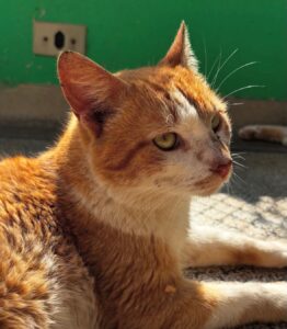 A imagem exibe um close-up de um gato de pelo laranja e branco, deitado em uma superfície que parece ser de concreto ou pedra. O gato está voltado para a direita, com os olhos verdes semicerrados, parecendo relaxado e aproveitando a luz do sol.O fundo é dividido em duas partes: na parte superior, uma parede pintada de verde vibrante, com uma tomada elétrica branca visível. Na parte inferior, a mesma superfície onde o gato está deitado, com sombras projetadas que indicam a presença de luz solar intensa. A pelagem do gato é detalhada, mostrando os tons de laranja e as manchas brancas no focinho e peito, com alguns pelos brancos mais longos e finos saindo da cabeça. Há também um pequeno pedaço de folha ou sujeira preso em seu pelo, perto do pescoço e no corpo. Ao fundo, desfocado, é possível notar a pata de outro gato.