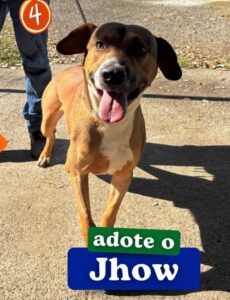 A imagem mostra um cachorro marrom e branco, com as orelhas caídas e a língua para fora, sorrindo para a câmera. Ele está em uma calçada de concreto com uma pessoa ao fundo, usando calças jeans. Há uma marcação circular laranja com o número 4 em branco no canto superior esquerdo da imagem. Na parte inferior da imagem, há um texto verde que diz "adote o" e um texto azul que diz "Jhow". A imagem parece ser uma fotografia de divulgação para adoção de animais.