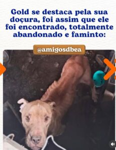 A imagem mostra um cachorro da raça Pitbull, visivelmente magro e debilitado, com a pele esticada sobre os ossos. Seus olhos transmitem uma expressão de tristeza e vulnerabilidade. O cão está em um ambiente escuro e sujo, com terra e detritos ao redor. Há uma bola azul turquesa ao fundo, que contrasta com a paleta de cores sombria da cena.Acima da imagem, um texto em azul diz: "Gold se destaca pela sua doçura, foi assim que ele foi encontrado, totalmente abandonado e faminto:". Abaixo do texto, em um selo marrom, está o @amigosdbea, possivelmente o nome de uma organização ou perfil dedicado a animais.