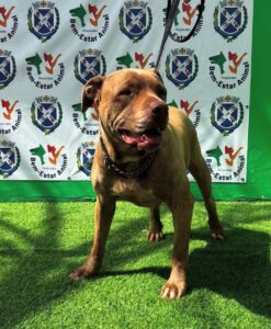 A imagem exibe um cachorro de porte médio, com pelagem marrom avermelhada, em pé sobre um gramado artificial verde. O cão parece ser da raça Pitbull, com uma musculatura aparente e um focinho forte. Ele usa uma coleira de metal prateado.Ao fundo, há uma faixa decorada com o brasão da cidade de Piracicaba, repetido várias vezes, intercalado com o logotipo "Bem-Estar Animal" e a silhueta de um cachorro e um gato. A faixa é branca com detalhes em azul, verde e vermelho, e está suspensa contra uma parede verde. A iluminação sugere que a foto foi tirada durante o dia, com uma sombra projetada no gramado.