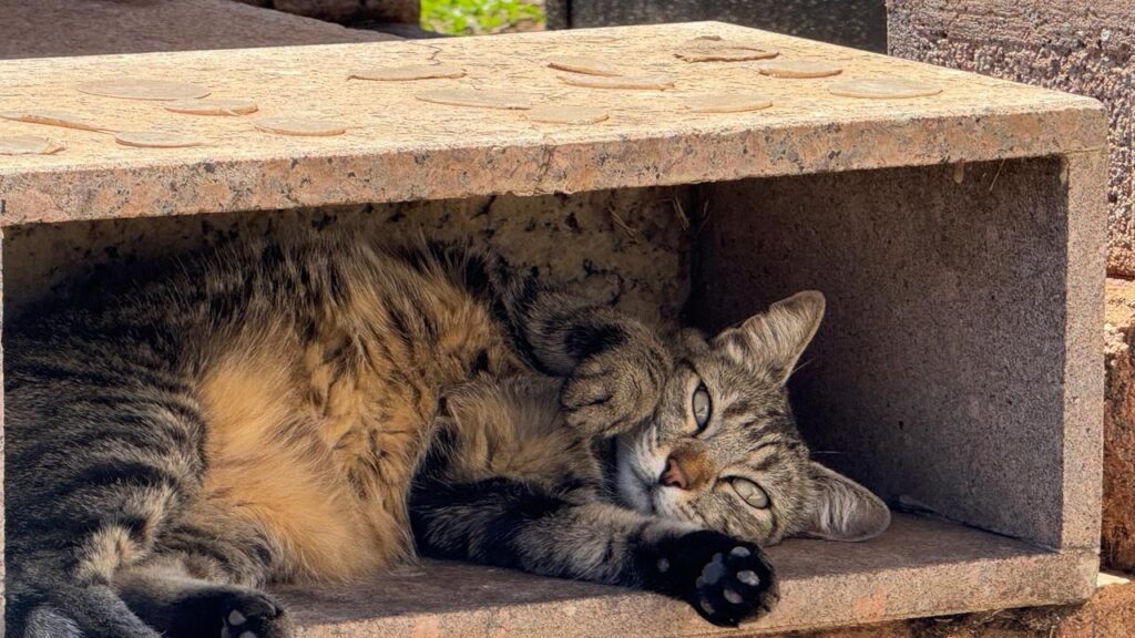 Um gato malhado de pelo comprido está deitado em um nicho de pedra, com a cabeça virada para a câmera. Seus olhos verdes estão semicerrados, e ele tem uma expressão relaxada no rosto. A luz do sol ilumina o gato, destacando seus pelos marrons, pretos e dourados. O nicho de pedra parece ser feito de granito e tem uma textura áspera. O gato está deitado de lado, com as patas dianteiras dobradas sob a cabeça. Sua cauda está enrolada em torno de seu corpo. O fundo do nicho é escuro e texturizado, com alguns fios de grama aparecendo nas bordas. A parte superior do nicho é uma laje de pedra com um padrão circular em relevo. O gato parece confortável e contente em seu local de descanso ensolarado.