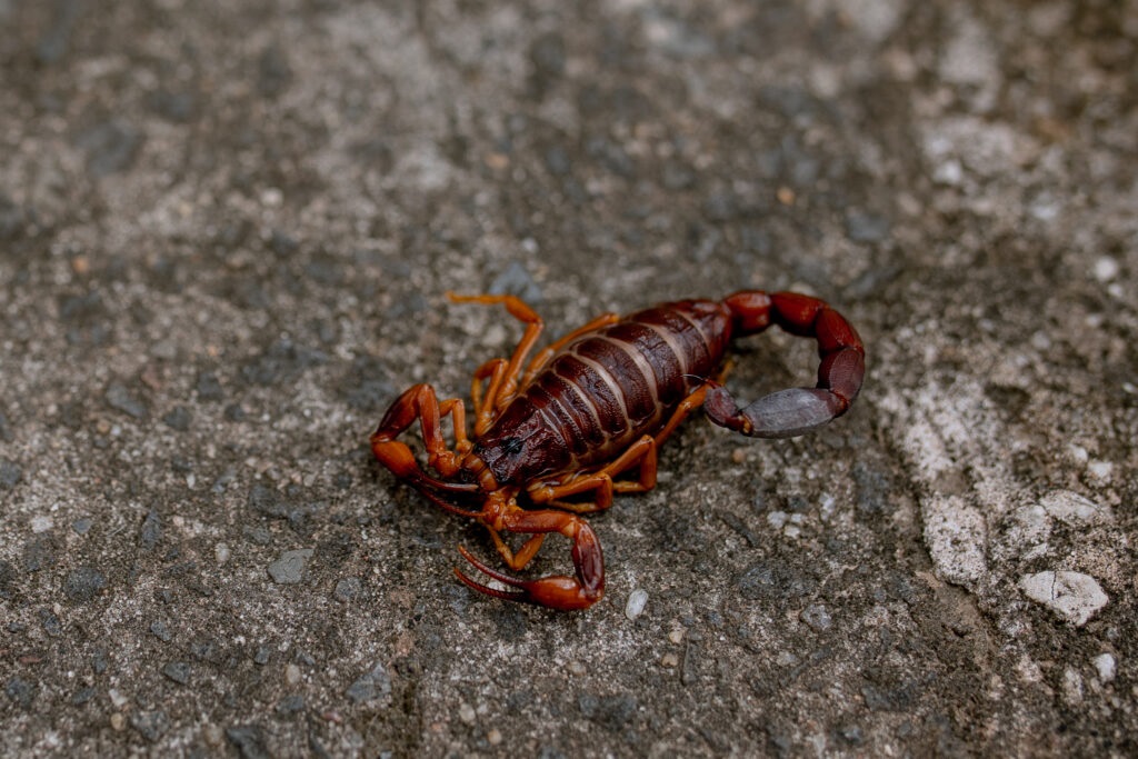 A imagem exibe um escorpião de cor marrom-avermelhada, deitado de costas sobre uma superfície de concreto áspero e irregular. O escorpião está focado, com seus pedipalpos (pinças) abertos e suas oito patas estendidas para os lados. A cauda do escorpião está curvada sobre seu corpo, com o ferrão visível. A textura do concreto é detalhada, com diferentes tamanhos de pedras e agregados visíveis, criando um fundo contrastante para o escorpião. A iluminação parece ser natural, lançando sombras suaves que realçam a forma e a textura do escorpião e do seu entorno.