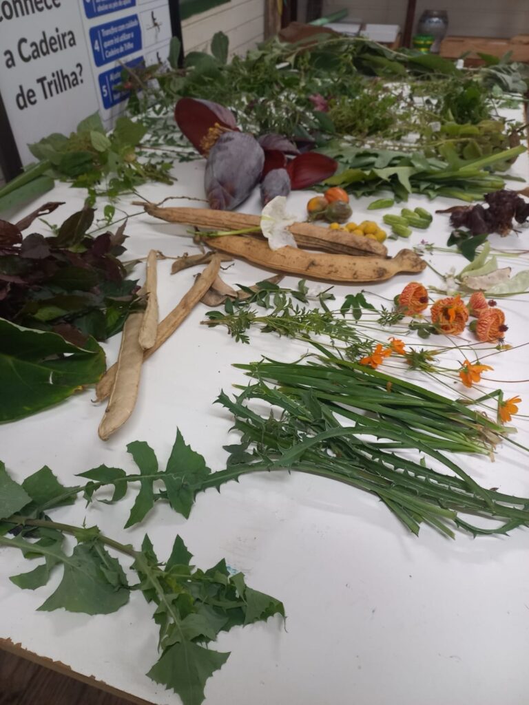 A imagem exibe uma variedade de plantas e frutos dispostos sobre uma mesa branca. Em destaque, observam-se vagens secas de diferentes tamanhos, algumas alongadas e curvas, outras mais curtas. Há também um cacho de flores roxas, possivelmente um coração de bananeira, e pequenas frutas alaranjadas e amarelas, que lembram tomatinhos ou physalis. Ao redor desses elementos centrais, há um conjunto de folhas verdes e escuras, algumas com formatos pontiagudos e outras mais largas. Um feixe de folhas verdes com espinhos acentuados domina a parte inferior da imagem, e ao lado, um grupo de folhas finas e verdes, semelhantes a grama ou cebolinha, complementa a composição. Pequenas flores laranjas, com pétalas delicadas, pontuam a cena, adicionando um toque de cor vibrante. Ao fundo, um cartaz com textos em português sugere um contexto educativo ou informativo sobre as espécies apresentadas.