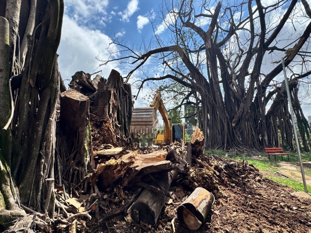 A imagem mostra um grande tronco de árvore cortado e espalhado no chão, com raízes expostas e pedaços de madeira espalhados. Ao fundo, uma escavadeira amarela parece estar em operação, possivelmente auxiliando na remoção dos restos da árvore. Uma grande árvore com muitas raízes aéreas e galhos secos domina o fundo, sugerindo que ela pode ter sido derrubada ou danificada. Há também um banco vermelho e uma luminária pública visíveis na área gramada à direita. O céu está parcialmente nublado, com algumas nuvens brancas e azuis. O cenário geral sugere um trabalho de remoção de árvores em andamento em um parque ou área pública.