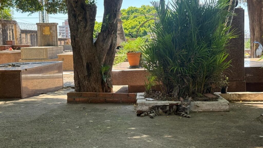 A imagem mostra um gato listrado cinza e preto deitado no chão de cimento em um cemitério. O gato está relaxado, com as patas estendidas à sua frente. Atrás do gato, há um grande arbusto verde e um tronco de árvore. Ao fundo, há vários túmulos e monumentos de pedra, alguns com placas e decorações. O sol brilha forte, criando sombras nítidas no chão. O ambiente geral é sereno e tranquilo.