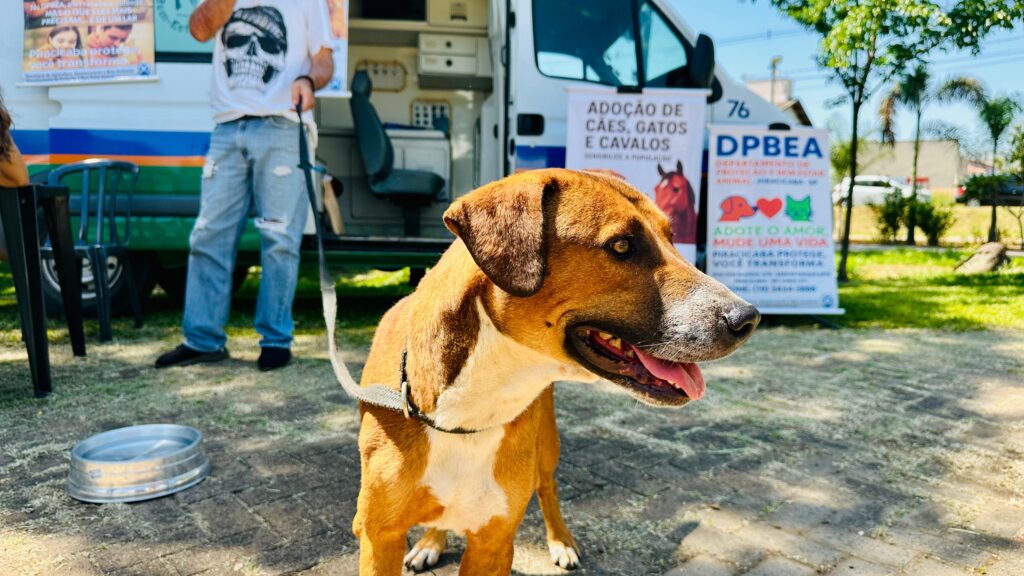 A imagem mostra um cachorro de porte médio com pelagem marrom e branca, com a coleira posta e olhando para a direita. Ele está em primeiro plano, em um dia ensolarado, com o focinho levemente levantado e a língua para fora, indicando que pode estar com calor ou animado. Ao fundo, há uma van branca com adesivos informativos. Um dos adesivos, em português, anuncia "ADOÇÃO DE CÃES, GATOS E CAVALOS" e outro, com o logo "DPBEA", informa "DEPARTAMENTO DE PROTEÇÃO E BEM ESTAR ANIMAL - PIRACICABA PROTEGE, VOCÊ TRANSFORMA". Há também um homem vestindo uma camiseta com uma estampa de caveira e jeans rasgados, segurando a guia do cachorro. Um bebedouro de metal está posicionado no chão, próximo ao cachorro. O ambiente parece ser um evento ao ar livre, possivelmente uma feira de adoção de animais, com gramado e árvores ao redor.