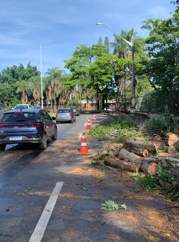 A cena mostra uma rua com trânsito e evidências de queda recente de árvores. Há uma pilha de toras e galhos cortados à direita da estrada, com serragem espalhada. Vários cones de trânsito laranja estão posicionados ao longo da beira da estrada. Vários carros estão visíveis na estrada, incluindo um SUV azul escuro e um sedã prateado. Ao fundo, há árvores verdes exuberantes e um céu azul claro com algumas nuvens.