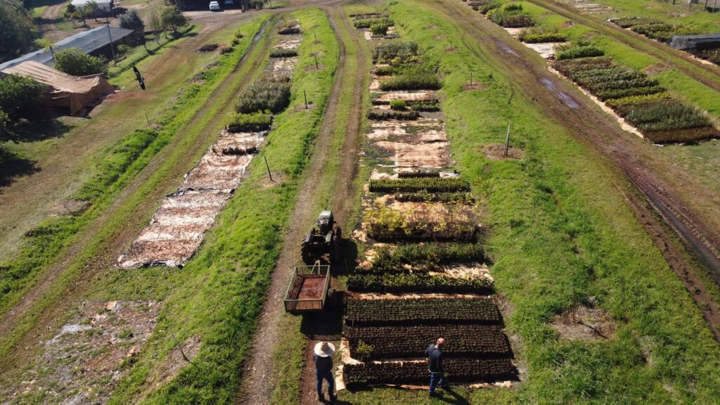 A imagem aérea mostra um viveiro de plantas, com fileiras organizadas de mudas em diferentes estágios de crescimento. * No centro, um trator antigo puxa uma carreta, próximo a duas pessoas que parecem estar trabalhando no local. * As mudas estão dispostas em longas fileiras, protegidas por lonas em algumas áreas e expostas ao sol em outras. * A vegetação ao redor é verde e exuberante, com caminhos de terra batida entre as fileiras de plantas. * Ao fundo, é possível ver algumas construções, como estufas e galpões, além de árvores e uma estrada com um carro branco. * A cena transmite uma sensação de organização e trabalho rural, com foco na produção de mudas para reflorestamento ou paisagismo.