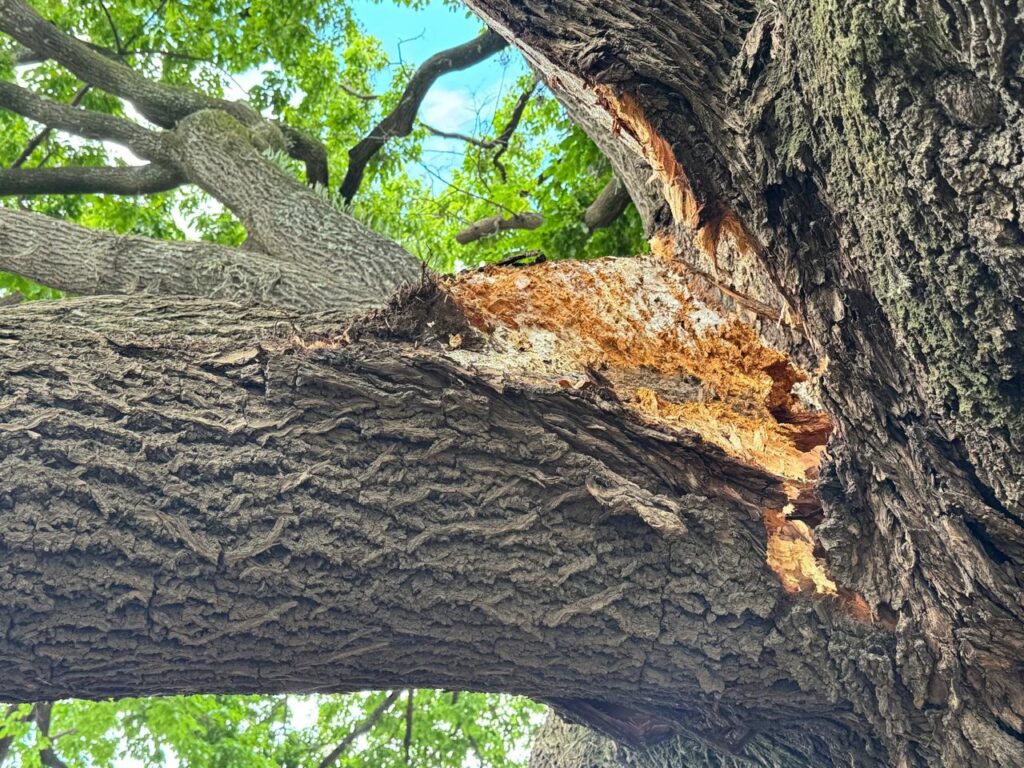 A imagem mostra o tronco de uma árvore com uma grande área de casca danificada, onde a madeira interna está exposta. A parte exposta da madeira tem uma textura áspera e coloração marrom-avermelhada, contrastando com a casca escura e rugosa ao redor. Há também manchas de musgo ou líquen verde na casca, indicando um ambiente natural e úmido. A foto foi tirada de um ângulo baixo, olhando para cima, o que dá uma sensação de imponência à árvore. Ao fundo, é possível ver folhas verdes desfocadas e um céu azul claro, sugerindo que a imagem foi capturada em um dia ensolarado. A composição destaca a textura da madeira e o dano na casca, transmitindo uma sensação de natureza e envelhecimento.