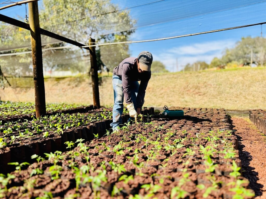A imagem mostra um viveiro de mudas, onde um trabalhador, vestindo um boné, blusa de manga longa e calça jeans, está agachado cuidando das plantas. Ele usa luvas nas mãos e parece estar transplantando ou verificando o desenvolvimento das pequenas mudas que estão em recipientes individuais, dispostas em fileiras organizadas. O viveiro é protegido por uma tela de sombreamento azul, sustentada por postes de madeira, o que sugere um ambiente controlado para o cultivo. Ao fundo, observa-se uma área gramada e algumas árvores, sob um céu azul com poucas nuvens. Há também um pequeno recipiente verde no chão, próximo ao trabalhador, possivelmente para água ou ferramentas. A cena transmite uma sensação de trabalho agrícola e cuidado com a natureza.