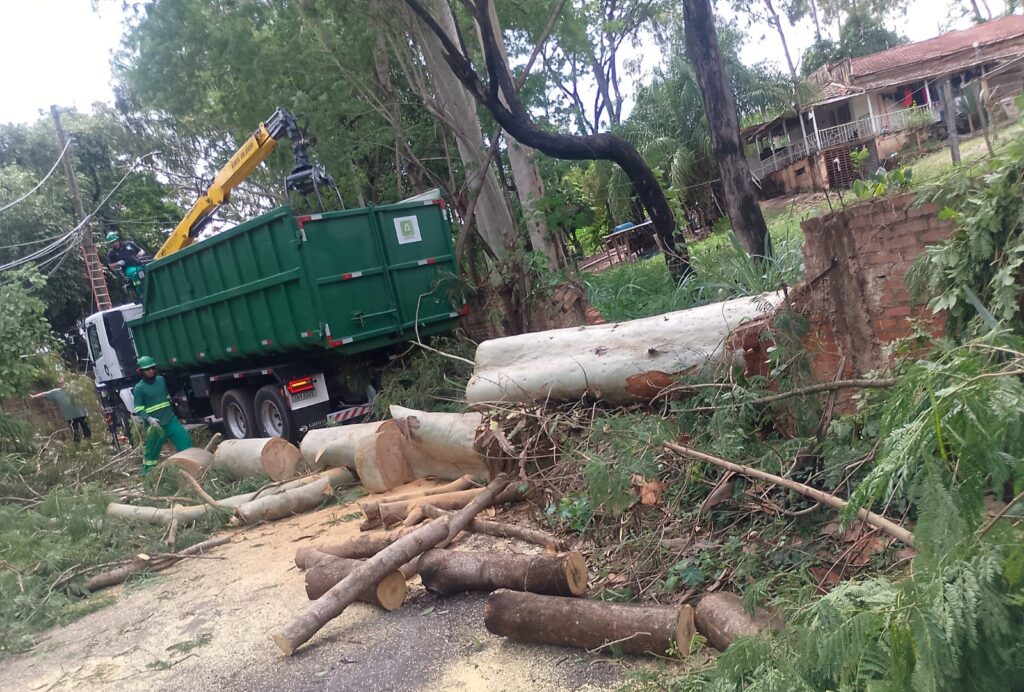 A imagem mostra uma equipe de trabalhadores limpando uma área com troncos de árvores caídas e galhos. Um caminhão verde com um guindaste acoplado está sendo usado para carregar os troncos em um contêiner, enquanto vários troncos grandes de árvores já foram cortados e estão no chão. Um dos troncos parece ser de uma árvore de eucalipto, devido à sua casca branca e lisa. Ao fundo, há uma casa de tijolos com telhado de telhas, e a vegetação ao redor é densa, com muitas árvores e folhagens verdes. A cena sugere um trabalho de limpeza ou remoção de árvores após uma tempestade ou para manutenção.